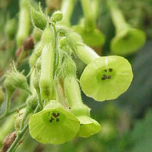 Load image into Gallery viewer, Tobacco, Huichol aka Langsdorff's (Nicotiana langsdorffii)
