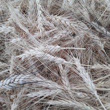 Load image into Gallery viewer, Heritage Grains Mix (Wheat, Barley &amp; Rye)
