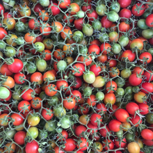 Load image into Gallery viewer, Italian Winter Tomato

