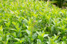 Load image into Gallery viewer, Indigo, Japanese (Persicaria tinctoria)
