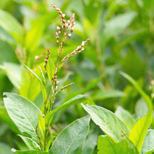 Load image into Gallery viewer, Indigo, Japanese (Persicaria tinctoria)
