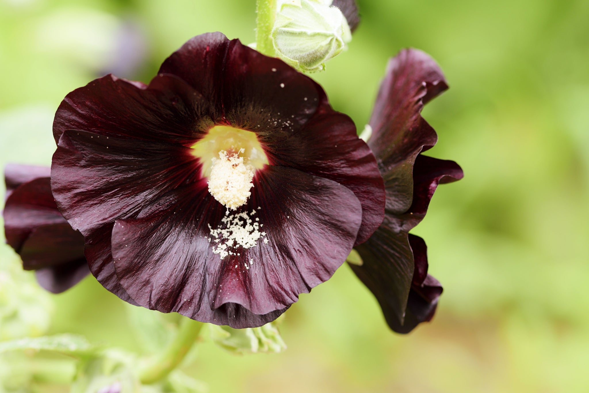Hollyhock, Jet Black (Alcea rosea) – Mother Earth Living