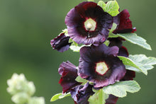Load image into Gallery viewer, Hollyhock, Jet Black (Alcea rosea)
