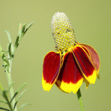 Load image into Gallery viewer, Coneflower, Long-headed (Ratibida columnifera)
