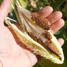 Load image into Gallery viewer, Common Milkweed
