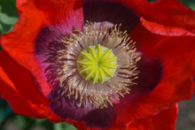 Load image into Gallery viewer, Poppy, Velvet Garden Mix (Papaver somniferum)
