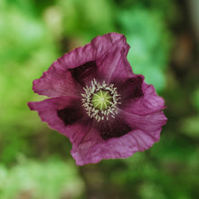 Load image into Gallery viewer, Poppy, Velvet Garden Mix (Papaver somniferum)
