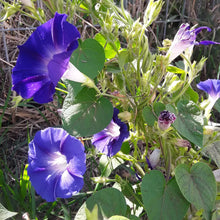 Load image into Gallery viewer, Morning Glory: Grandpa Ott's "Plus"
