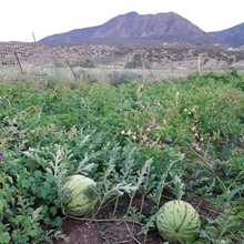 Load image into Gallery viewer, Diné Origin Sweet Storage Watermelon

