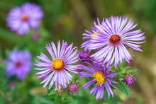 Load image into Gallery viewer, Aster, New England (Symphyotrichum novae-angliae)

