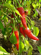 Load image into Gallery viewer, Ring O' Fire Cayenne
