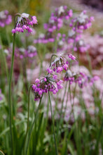 Load image into Gallery viewer, Onion, Nodding (Allium cernuum)
