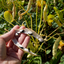 Load image into Gallery viewer, Orca Beans
