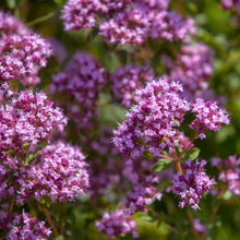 Load image into Gallery viewer, Oregano, Common (Origanum vulgare)
