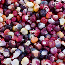 Load image into Gallery viewer, Painted Mountain Corn (Colorado-Adapted)
