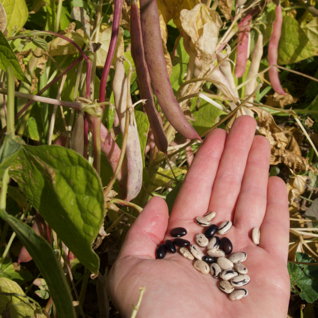 Peregion Bean – Mother Earth Living