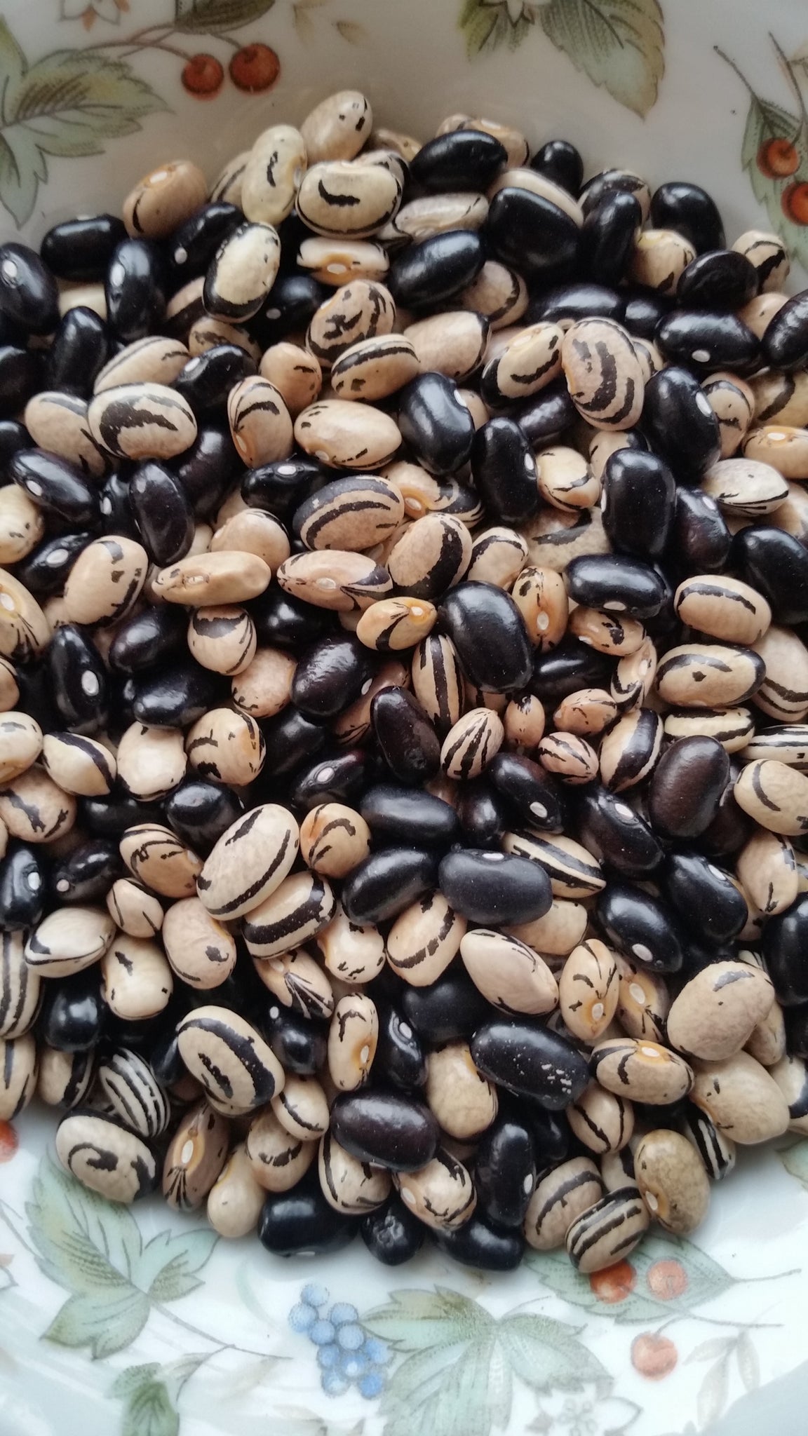 Peregion Bean – Mother Earth Living