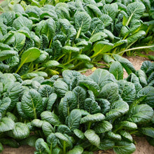 Load image into Gallery viewer, Komatsuna Tendergreen Spinach Mustard
