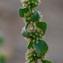 Load image into Gallery viewer, Horehound
