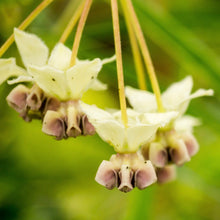 Load image into Gallery viewer, Milkweed, Poke (Asclepias exaltata)
