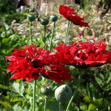 Load image into Gallery viewer, Poppy, Red Mix (Papaver somniferum)
