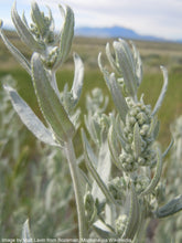 Load image into Gallery viewer, Sage, Prairie (Artemisia ludoviciana)
