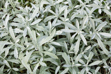 Load image into Gallery viewer, Sage, Prairie (Artemisia ludoviciana)
