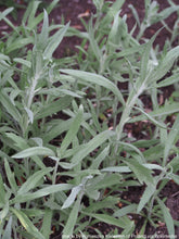Load image into Gallery viewer, Sage, Prairie (Artemisia ludoviciana)
