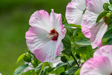Load image into Gallery viewer, Rosemallow (Hibiscus moscheutos)

