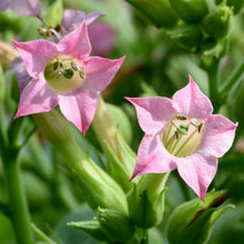Load image into Gallery viewer, Tobacco, Shirazi (Nicotiana tabacum var. shirazi)
