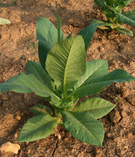 Load image into Gallery viewer, Tobacco, Shirazi (Nicotiana tabacum var. shirazi)
