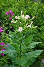 Load image into Gallery viewer, Tobacco, Shirazi (Nicotiana tabacum var. shirazi)
