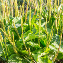 Load image into Gallery viewer, Plantain, Broadleaf (Plantago major)
