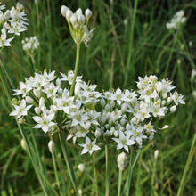 Load image into Gallery viewer, Chives, Garlic (Allium tuberosum)
