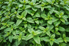 Load image into Gallery viewer, Mint, Spearmint (Mentha spicata)
