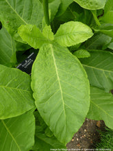 Load image into Gallery viewer, Tobacco, Sylvestris aka Woodland (Nicotiana sylvestris)
