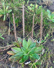 Load image into Gallery viewer, Plantain, Tall Coastal (Plantago subnuda)
