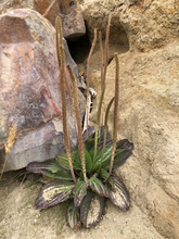 Load image into Gallery viewer, Plantain, Tall Coastal (Plantago subnuda)
