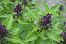 Load image into Gallery viewer, Basil, Thai (Ocimum basilicum thai)
