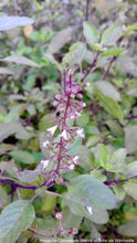 Load image into Gallery viewer, Tulsi, Rama aka Holy Basil (Ocimum tenuiflorum var. rama)

