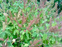 Load image into Gallery viewer, Tulsi, Vana aka Holy Basil (Ocimum tenuiflorum var. vana)
