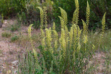 Load image into Gallery viewer, Weld aka Dyer's Rocket (Reseda luteola)
