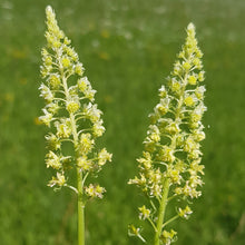Load image into Gallery viewer, Weld aka Dyer's Rocket (Reseda luteola)

