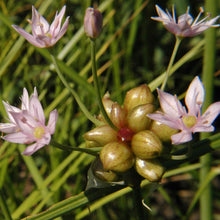 Load image into Gallery viewer, Garlic, Wild (Allium canadense)
