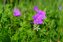 Load image into Gallery viewer, Geranium, Wild (Geranium maculatum)
