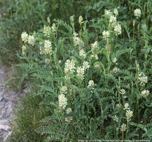 Load image into Gallery viewer, Licorice, Wild (Glycyrrhiza lepidota)
