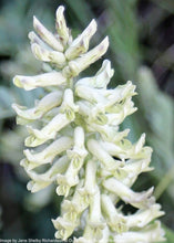 Load image into Gallery viewer, Licorice, Wild (Glycyrrhiza lepidota)
