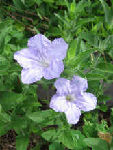 Load image into Gallery viewer, Petunia, Wild (Ruellia humilis)
