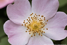 Load image into Gallery viewer, Rose, Wild Prairie (Rosa arkansana)
