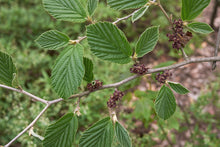 Load image into Gallery viewer, Witch Hazel (Hamamelis virginiana)
